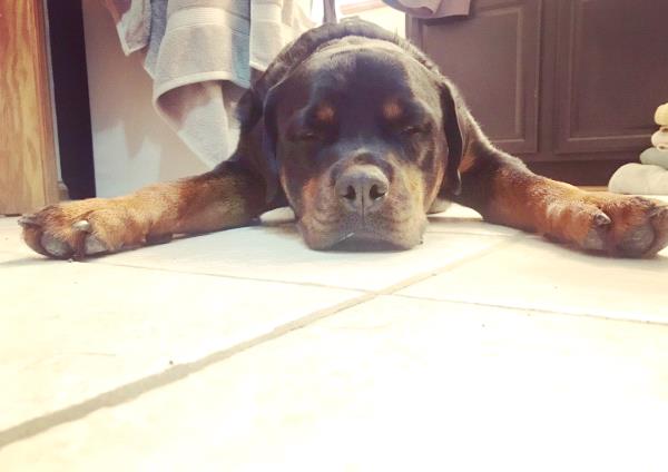 /Images/uploads/MidAmerica Rottweiler Rescue/adoptarottphotocontest/entries/10304thumb.jpg
